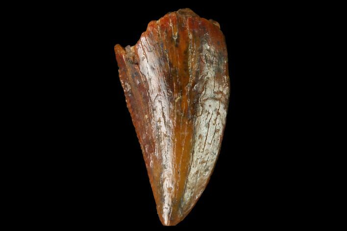 Raptor Tooth - Real Dinosaur Tooth #167181